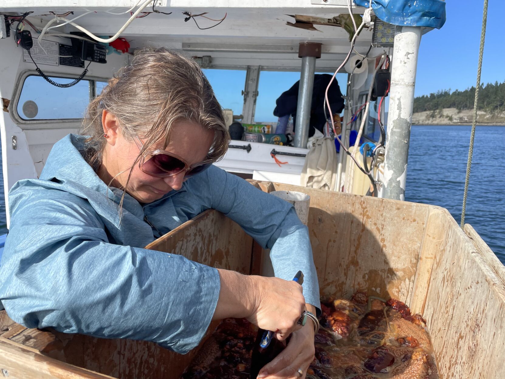 Processing sea cucumbers
